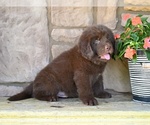 Small #8 Newfoundland