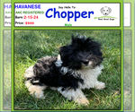 Image preview for Ad Listing. Nickname: Chopper