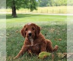 Small Photo #1 Irish Doodle Puppy For Sale in MERCERSBURG, PA, USA