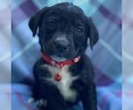 Small #2 Labrador Retriever Mix