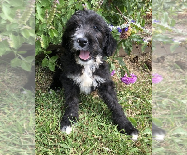 Medium Photo #5 Bernedoodle Puppy For Sale in MIDDLEBURG, VA, USA