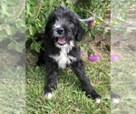 Small #4 Bernedoodle