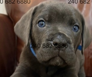 Cane Corso Puppy for sale in LA PLATA, MD, USA