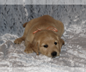 Golden Retriever Puppy for sale in HOMELAND, CA, USA