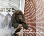 Small Photo #16 Plott Hound Puppy For Sale in MIDVALE, UT, USA