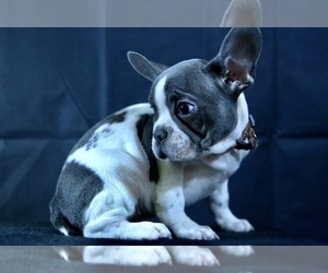 French Bulldog Puppy for sale in BROOKLYN, NY, USA
