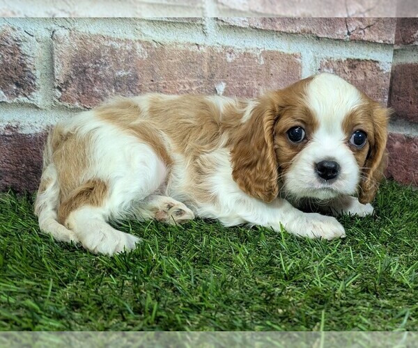 Medium Photo #15 Cavalier King Charles Spaniel Puppy For Sale in MOBERLY, MO, USA