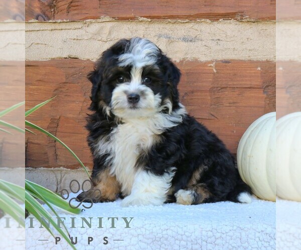 Medium Photo #4 Bernedoodle (Miniature) Puppy For Sale in NARVON, PA, USA