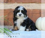 Small #3 Bernedoodle (Miniature)