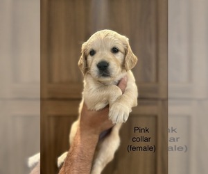 Golden Retriever Puppy for sale in VALLEJO, CA, USA