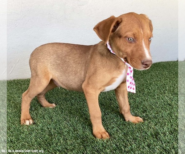 Medium Photo #4 Unknown-Weimaraner Mix Puppy For Sale in San Diego, CA, USA