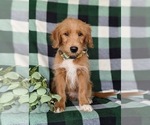 Small Photo #7 Goldendoodle-Mutt Mix Puppy For Sale in KIRKWOOD, PA, USA