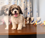 Litter of 4 - Male(s) and Female(s) Cockapoo (Miniature)Litter of Puppies for Sale - Photo #40