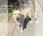 Small Labrador Retriever Mix