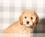 Small #1 Cavapoo
