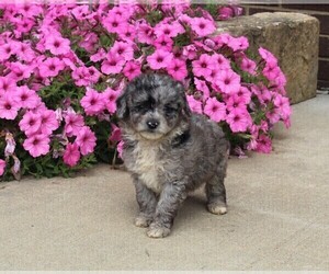 Aussiedoodle Miniature  Puppy for sale in FREDERICKSBURG, OH, USA