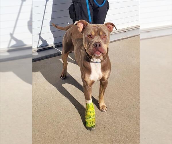 Medium Photo #1 Staffordshire Bull Terrier Puppy For Sale in Louisville, KY, USA