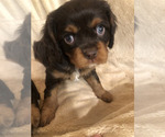 Small #4 Cavalier King Charles Spaniel
