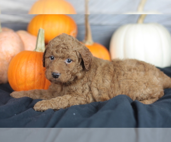 Medium Photo #22 Goldendoodle (Miniature) Puppy For Sale in CRESTON, OH, USA