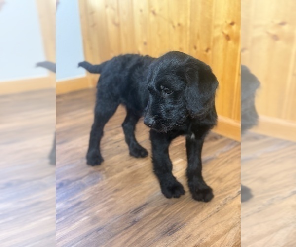 Medium Photo #9 Goldador Doodle Puppy For Sale in ESTES PARK, CO, USA