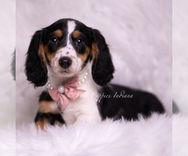 Medium Photo #6 Dachshund Puppy For Sale in WARSAW, IN, USA