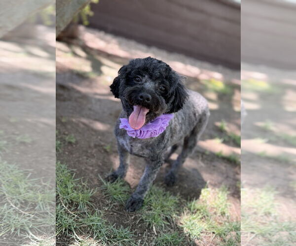 Medium Photo #2 Poodle (Miniature) Puppy For Sale in Phoenix, AZ, USA