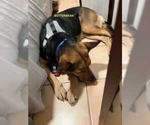 Mutt Dogs for adoption in Woodland Hills, CA, USA