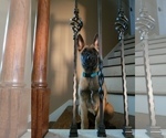 Small Photo #1 Belgian Malinois Puppy For Sale in KATY, TX, USA