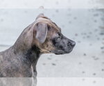 Small #4 Mutt