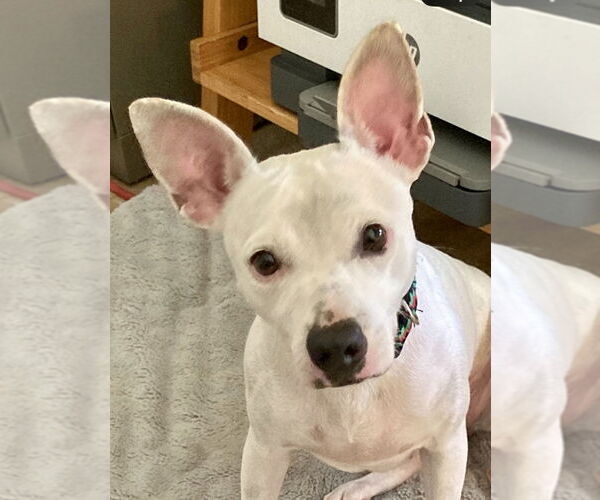 Medium Photo #10 Rat-Cha Puppy For Sale in San Diego, CA, USA