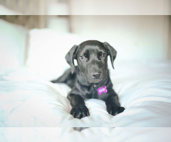 Medium Photo #8 Labrador Retriever-Retriever  Mix Puppy For Sale in Corona, CA, USA