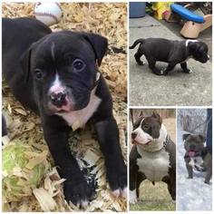 American Bully Mikelands  Puppy for sale in PITTSFIELD, MA, USA