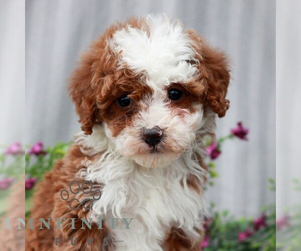 Medium Photo #4 Poodle (Miniature) Puppy For Sale in LITITZ, PA, USA