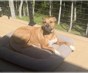 Finley - Male Mutt Dog for Adoption - Photo #4