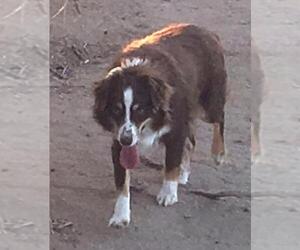 Mother of the Miniature Australian Shepherd puppies born on 12/06/2024