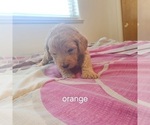 Puppy Puppy Orange Goldendoodle