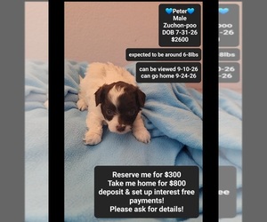 Poodle (Toy)-Zuchon Mix Puppy for sale in TUCSON, AZ, USA