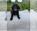 Small #1 Labrador Retriever Mix