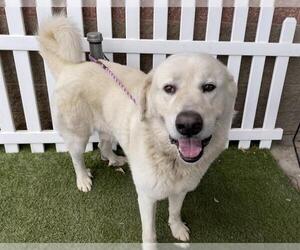 Great Pyrenees Dogs for adoption in Modesto, CA, USA