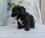 Small #4 Poodle (Toy)