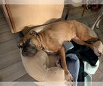 Small #7 Black Mouth Cur Mix