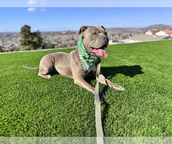 Medium Photo #5 American Pit Bull Terrier-Staffordshire Bull Terrier Mix Puppy For Sale in San Diego, CA, USA