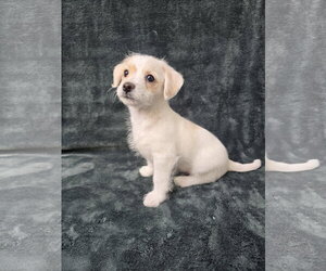 Pearl - Female Chihuahua-Unknown Mix Dog for Adoption - Photo #4