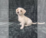 Small Photo #4 Chihuahua-Unknown Mix Puppy For Sale in San Francisco, CA, USA