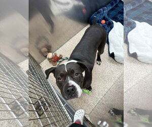 American Pit Bull Terrier-Unknown Mix Dogs for adoption in Martinsburg, WV, USA