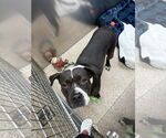 Small American Pit Bull Terrier Mix