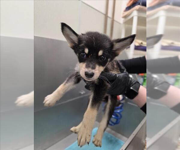 Medium Photo #1 Siberian Husky Puppy For Sale in Tracy, CA, USA