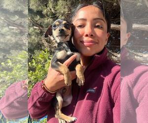 Chiweenie Dogs for adoption in San Diego, CA, USA