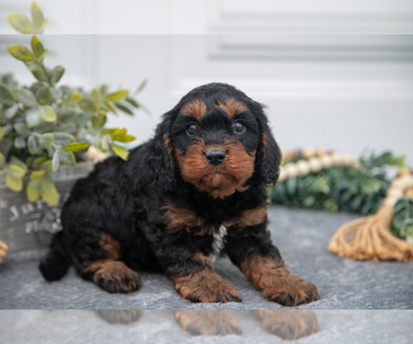 Medium Photo #3 Cavapoo Puppy For Sale in SHILOH, OH, USA