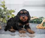 Small #2 Cavapoo